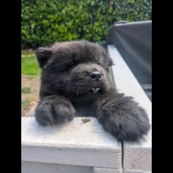 Chow Chow - Both