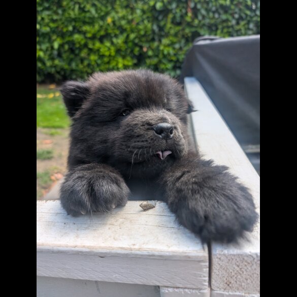 Chow Chow - Both