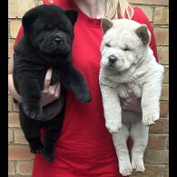 Chow Chow - Both