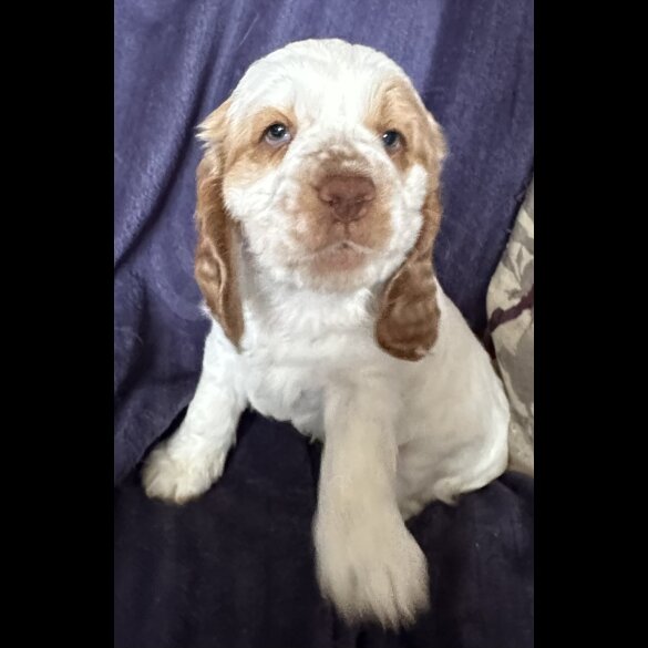 Clumber Spaniel - Both