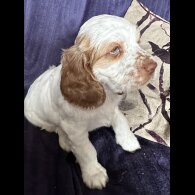 Clumber Spaniel - Both