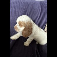 Clumber Spaniel - Both