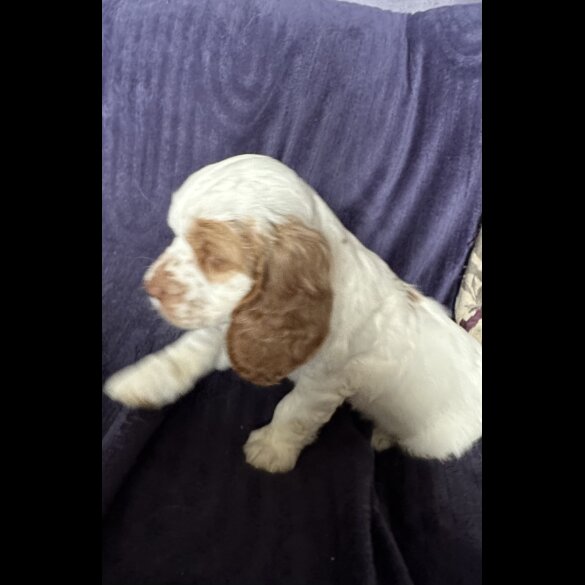 Clumber Spaniel - Both