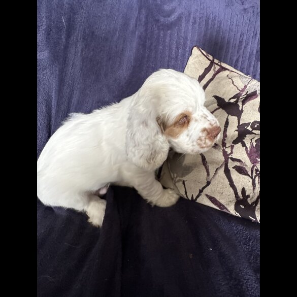 Clumber Spaniel - Both