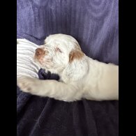 Clumber Spaniel - Both