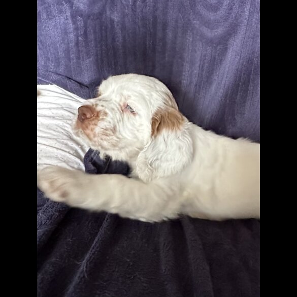 Clumber Spaniel - Both