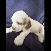 Clumber Spaniel - Both