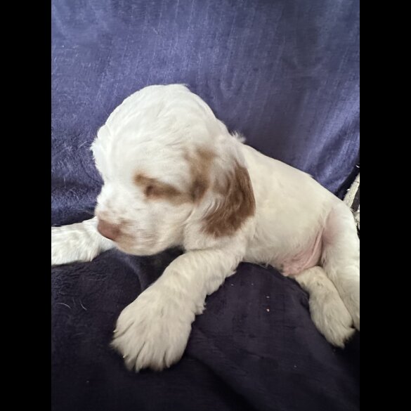 Clumber Spaniel - Both