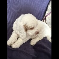 Clumber Spaniel - Both