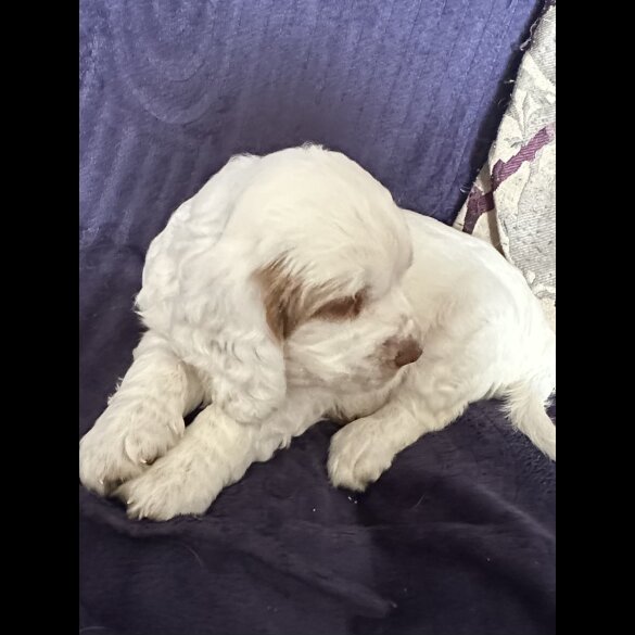 Clumber Spaniel - Both