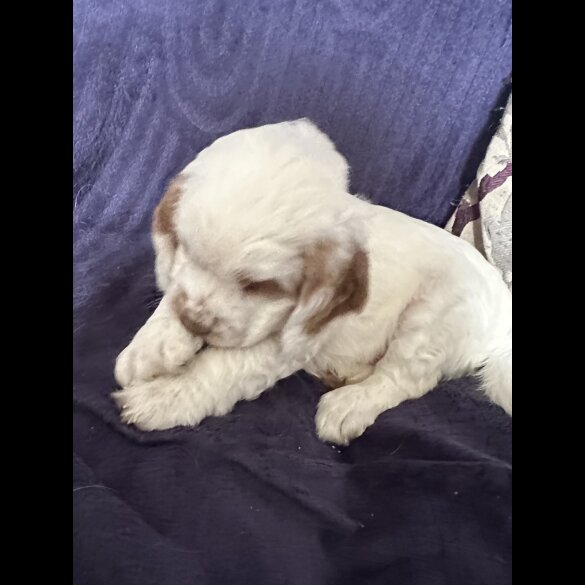 Clumber Spaniel - Both