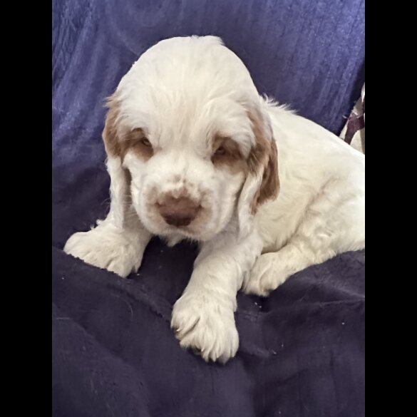 Clumber Spaniel - Both