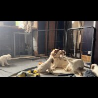 Clumber Spaniel - Both