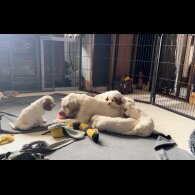 Clumber Spaniel - Both
