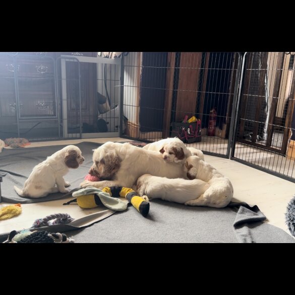 Clumber Spaniel - Both