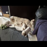 Clumber Spaniel - Both