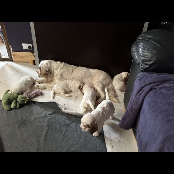 Clumber Spaniel - Both