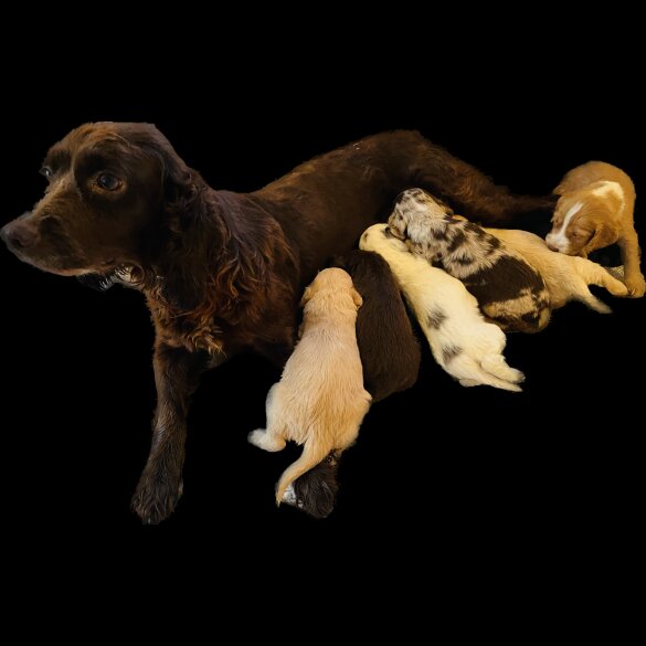 Cockapoo - Both
