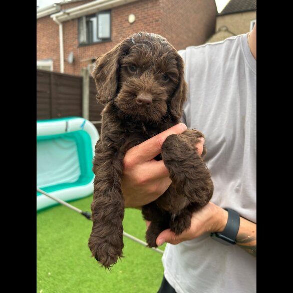 Cockapoo - Both