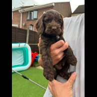 Cockapoo - Both