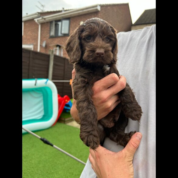 Cockapoo - Both
