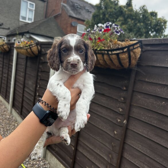 Cockapoo - Both