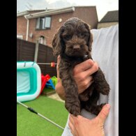 Cockapoo - Both