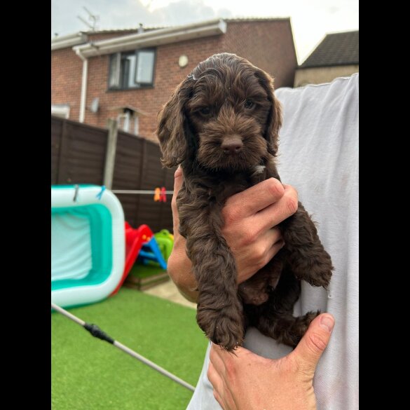 Cockapoo - Both