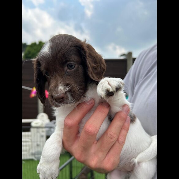 Cockapoo - Both