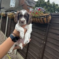 Cockapoo - Both
