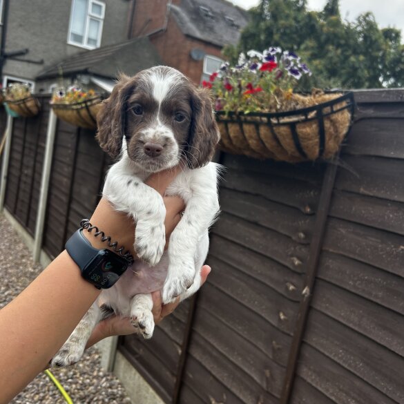 Cockapoo - Both