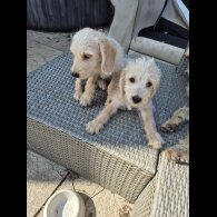 Cockapoo - Both