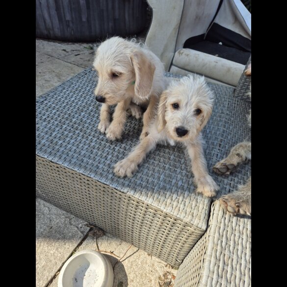 Cockapoo - Both