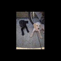 Cockapoo - Both