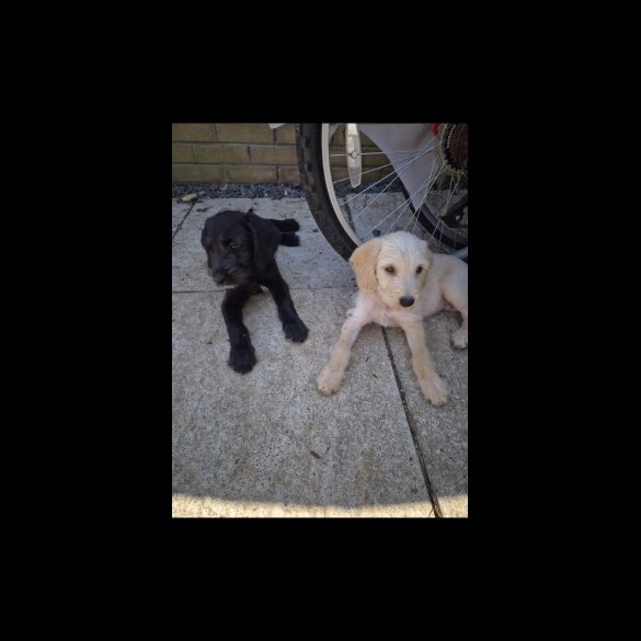 Cockapoo - Both