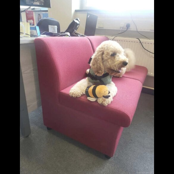 Cockapoo - Both