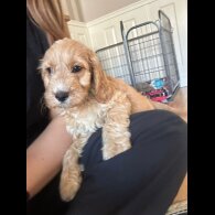 Cockapoo - Both