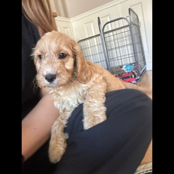Cockapoo - Both