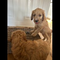Cockapoo - Both