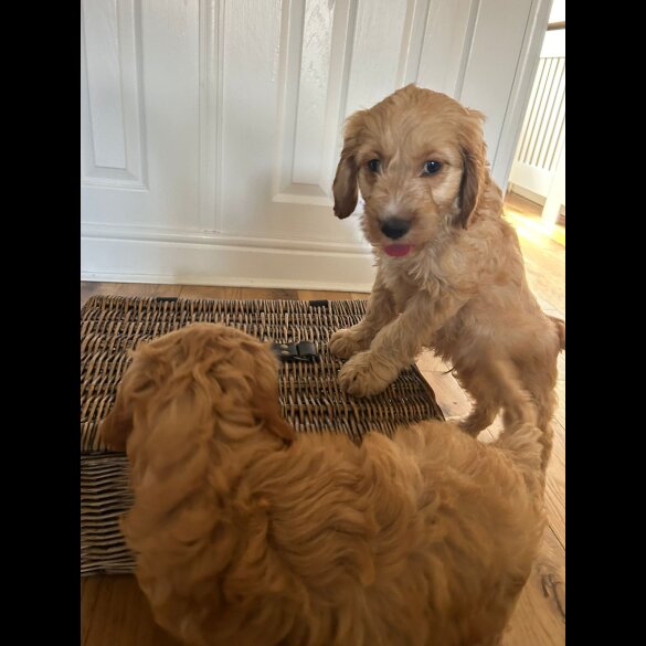 Cockapoo - Both