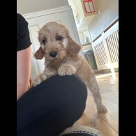 Cockapoo - Both