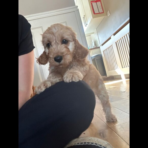 Cockapoo - Both