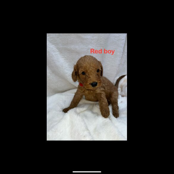 Cockapoo - Both