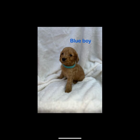 Cockapoo - Both