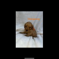 Cockapoo - Both