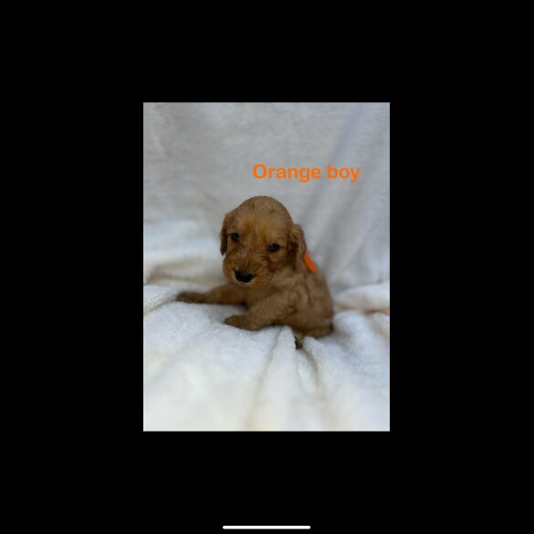Cockapoo - Both