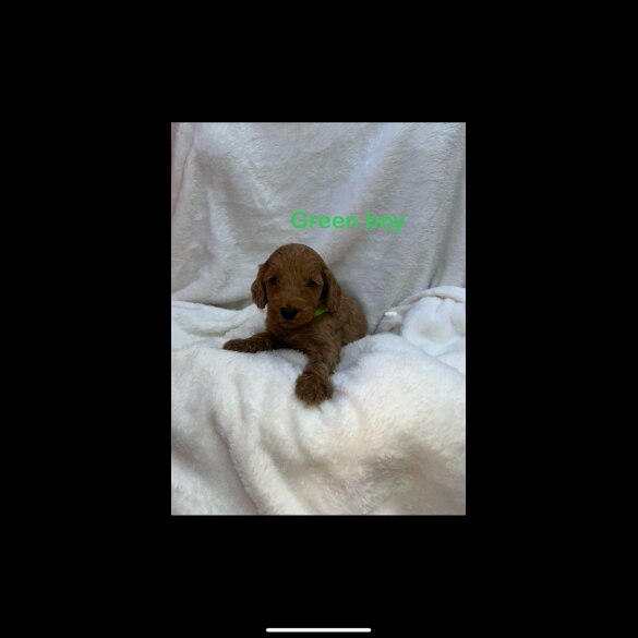 Cockapoo - Both