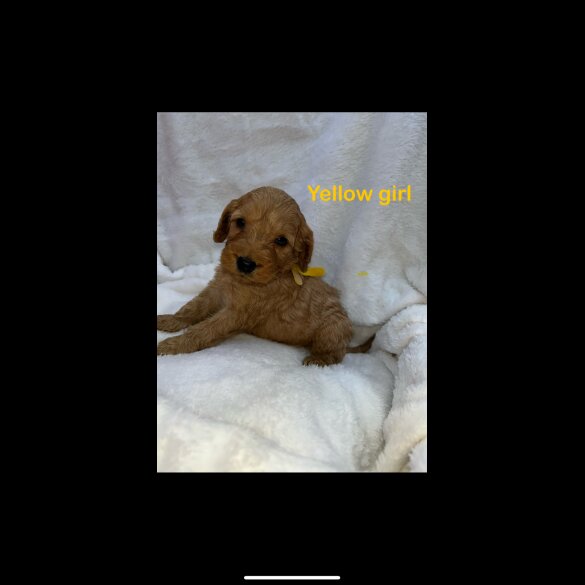 Cockapoo - Both