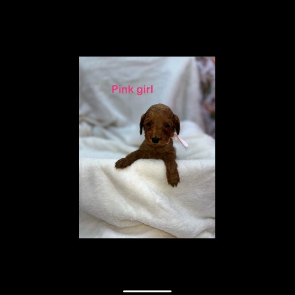 Cockapoo - Both