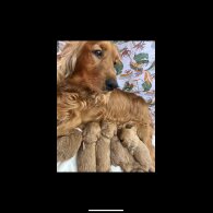 Cockapoo - Both